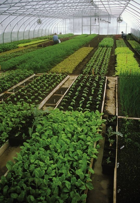 Greenhouse of fresh produce grown for the Stratum stores